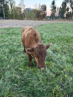 Prime Registered Dexter Cattle