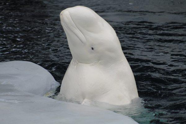 Beluga Whale