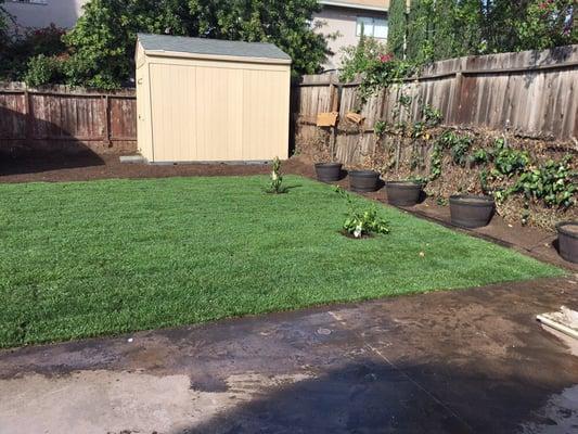 The final result of backyard. Planted 4 small fruit trees, here we have an avocado tree in the back and an orange in the front