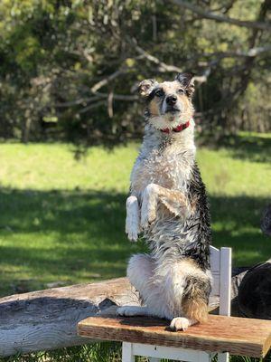 Helper dog Emma showing off her "sit pretty"!