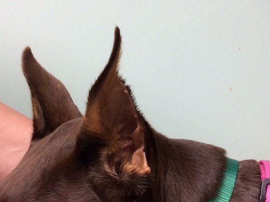 Non diagnosed bumps on ears by vet