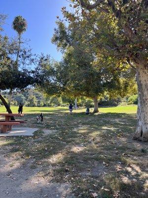 Great grass space and large shade