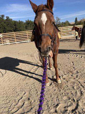 Castle Rock Arabians