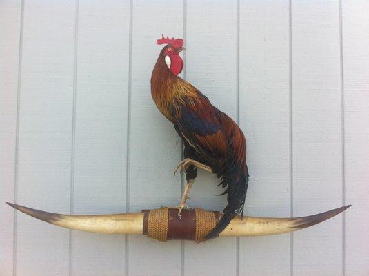 Wilderness Taxidermy