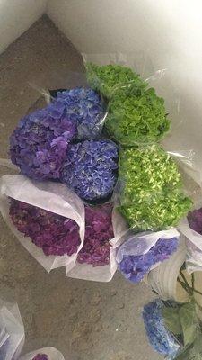 We are direct growers of the best Hydrangeas!! Purple Elite, Emerald Green!!!