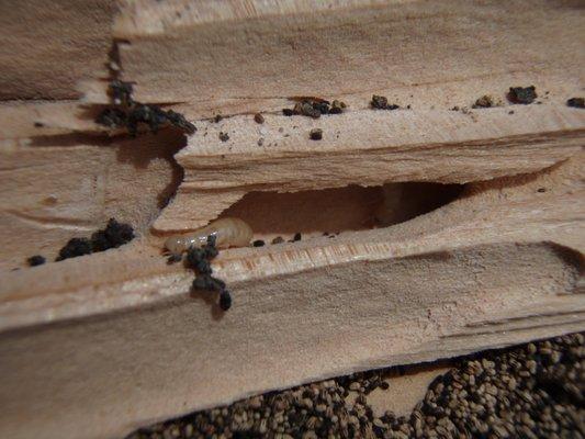 Drywood termites