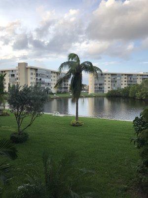 Another view from the T building at the coconut tree my dad planted in 1999.