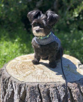 Our muffin after a haircut