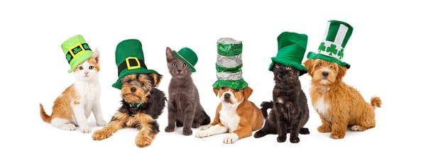 March Savings 2016
 $20.00 off Laser surgeries for pets