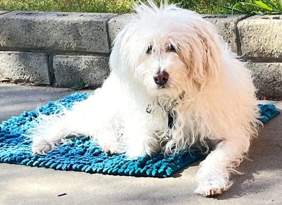 Buddy relaxing on the driveway.