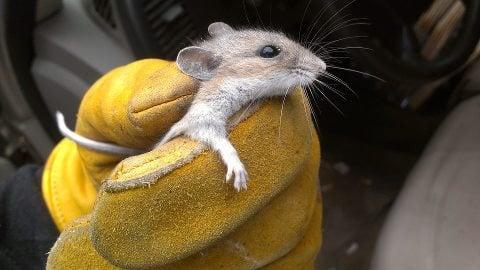 We offer inspections for mice and rats and will help get rid of these unwanted houseguests