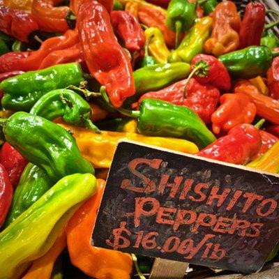 SHISHITO: Peppers, from Stillman's Farm at Boston Public Market