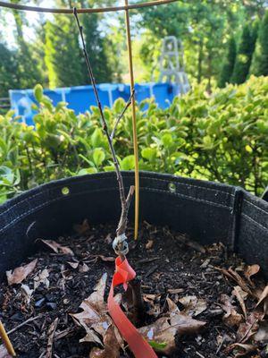 Burnt Ridge Nursery & Orchards