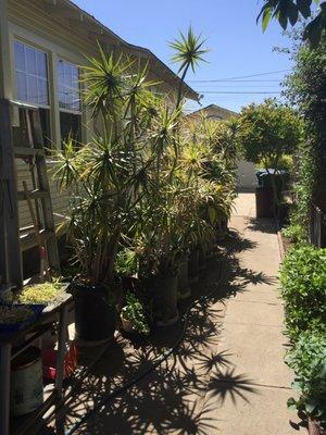 Alley towards the nursery