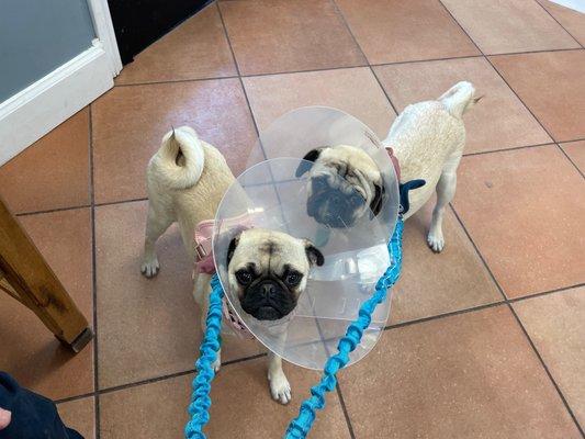 My fur babies the day we picked them up after Spay & Neuter, they were still a little bit recovering from the anesthesia. So cute.