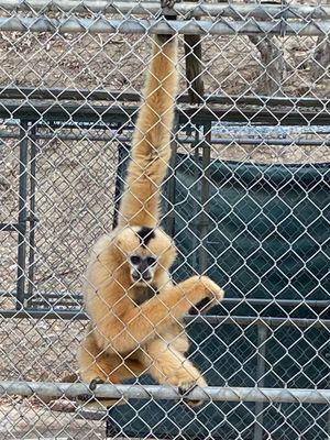 Gibbon Conservation Center