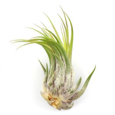 We sell high quality Guatemalan air plants in large and small quantities!