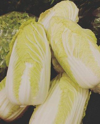 Napa Cabbage