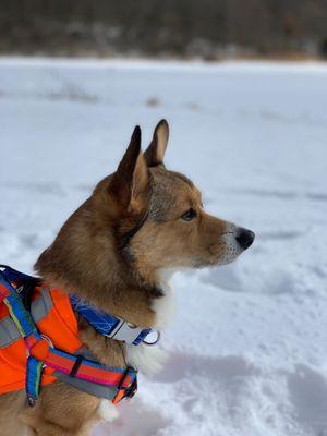 My dog at Seven Lakes State Park