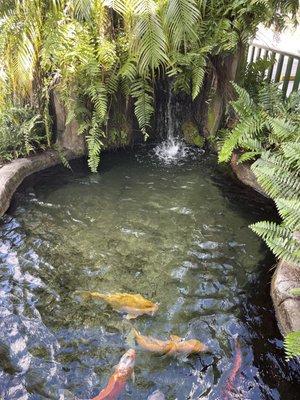 Koi pond