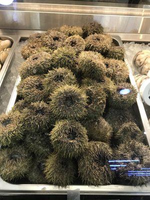 Fresh sea urchin