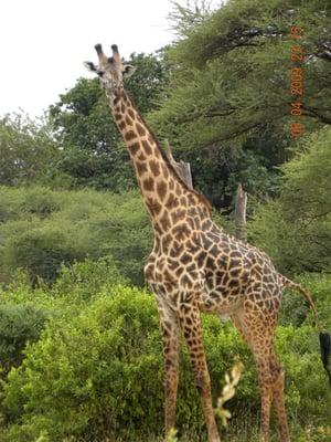 Giraffe in Africa