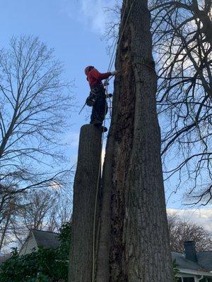 We removed this tree that was previously struck by lightning in Springfield, VA