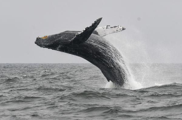 Unbelievable bucketlist whalesightings