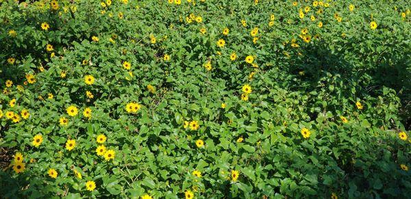 flowers along walkway