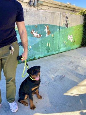 AWWW Doesn't he look like a happy boy to be at the AKC STAR PUPPY CLASSES! Sundays at 1 pm