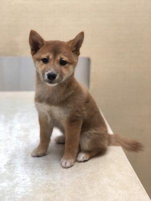 Our dear shiba puppy: MIKO