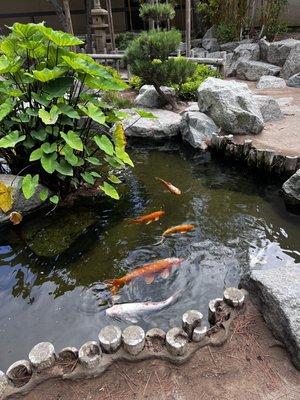 Koi pond