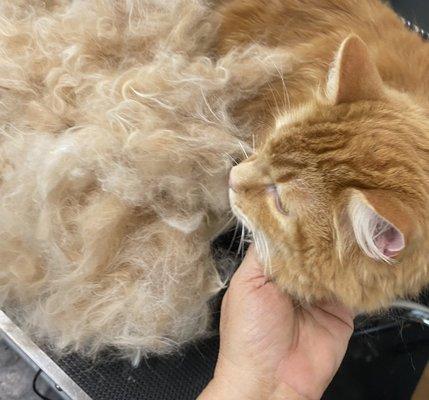 Cat grooming Tacoma wa