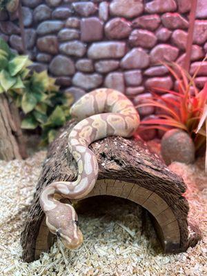 Banana ball python