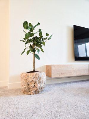 Limestone Planter and Ficus Audrey