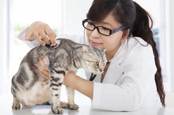 Veterinarian Work Visa Client