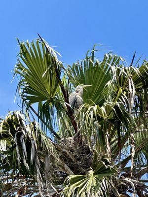 Great Blue Heron family in nest.