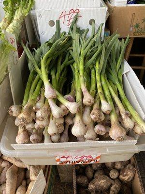 Nice Suan Miao (Garlic Sprouts)