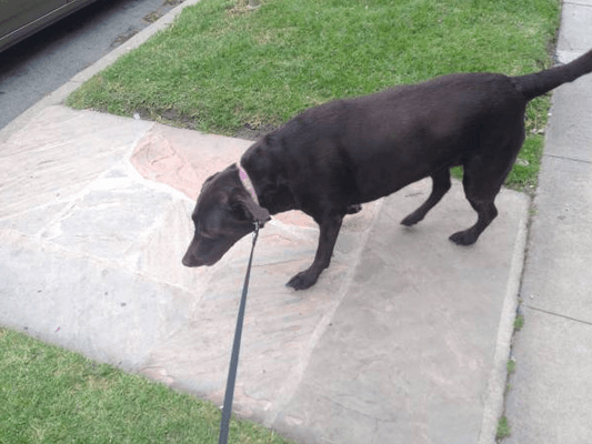 Lucy on her walk :)