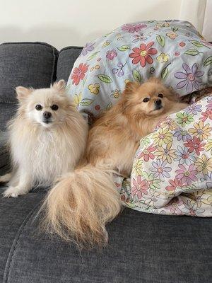 This is how they normally look. Fluffy Pomeranians.