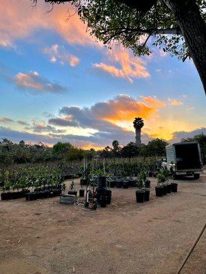 Nursery sunset