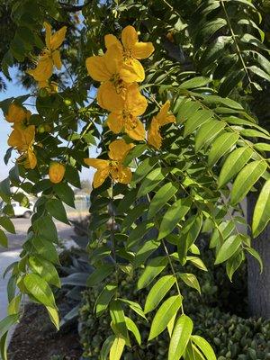 Landscaping in bloom