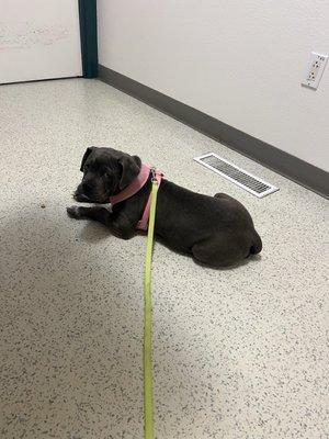 Foster puppy's 1st vet visit.