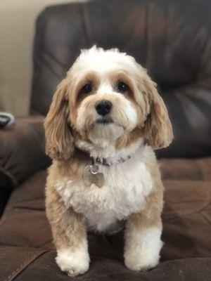 Havanese /Lucille