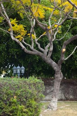 OCUUC has many trees on our campus.