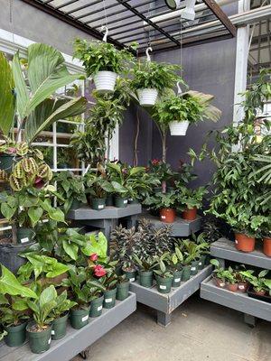 Houseplants on display in the Patuxent Nursery showroom