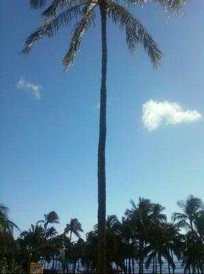 relax in the shade of a Coconut Palm Tree on Waikiki Beach