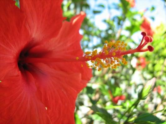 Hibiscus, Back Patio 9-1-07