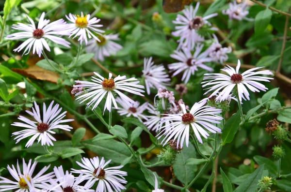 Florida Native Plants Nursery & Landscaping