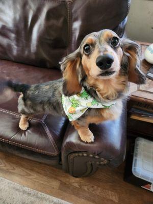 Dexter, all cleaned up! The groomers did a great job getting rid of all the feathers, but he still looks like a long haired dachshund.